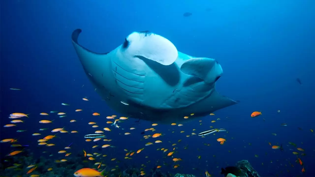 Blue Planet II Backdrop