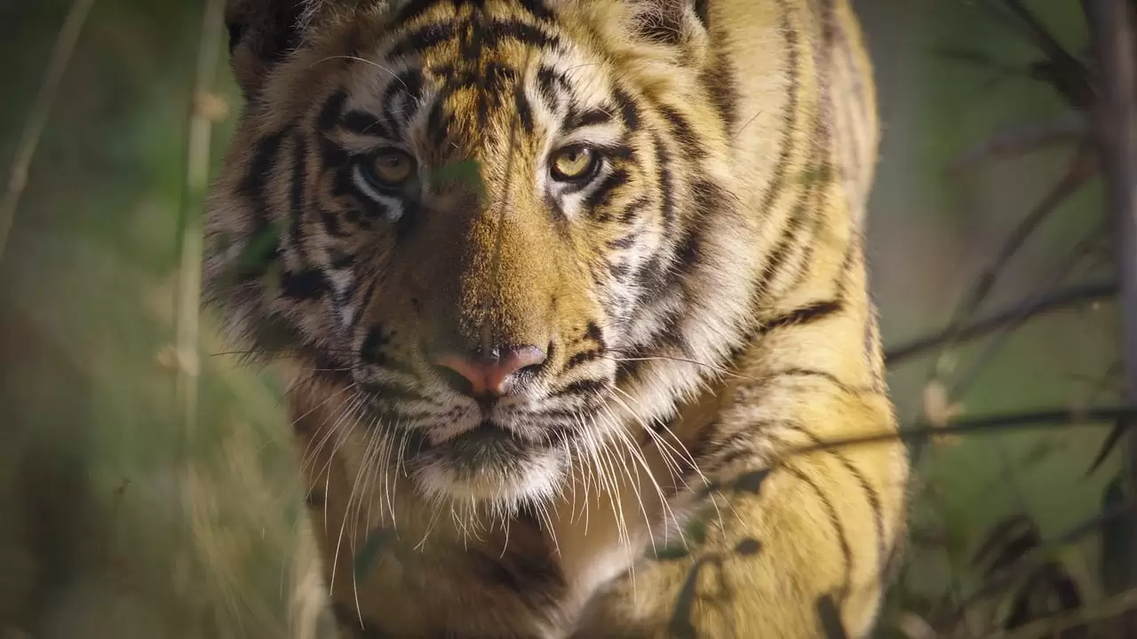 Tiger Backdrop