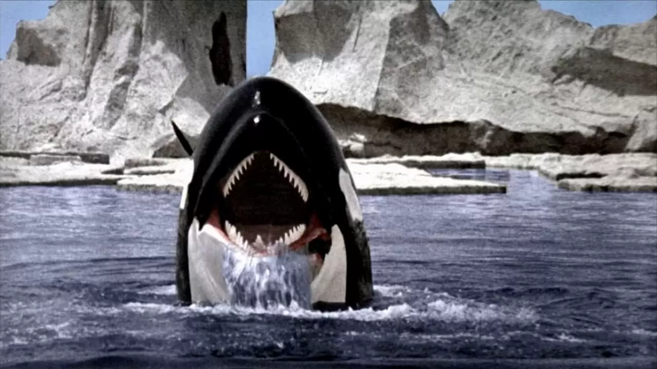 Orca Backdrop