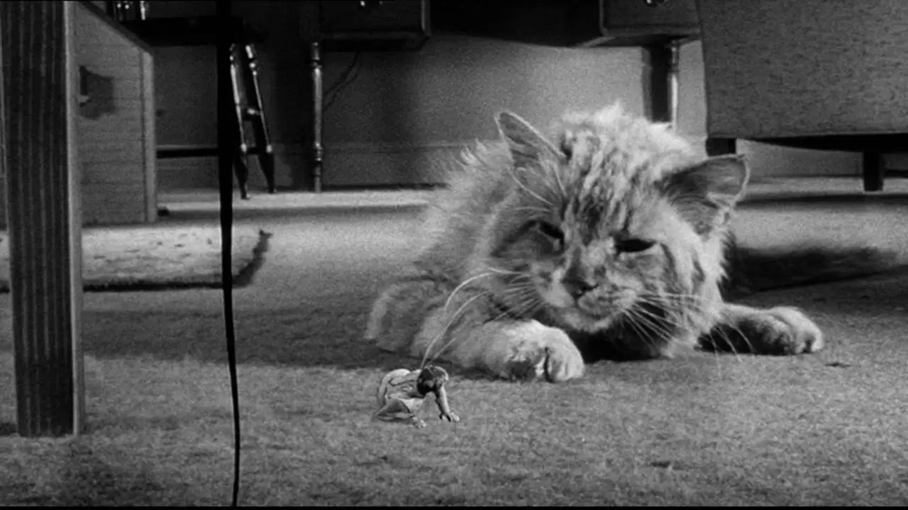 The Incredible Shrinking Man Backdrop