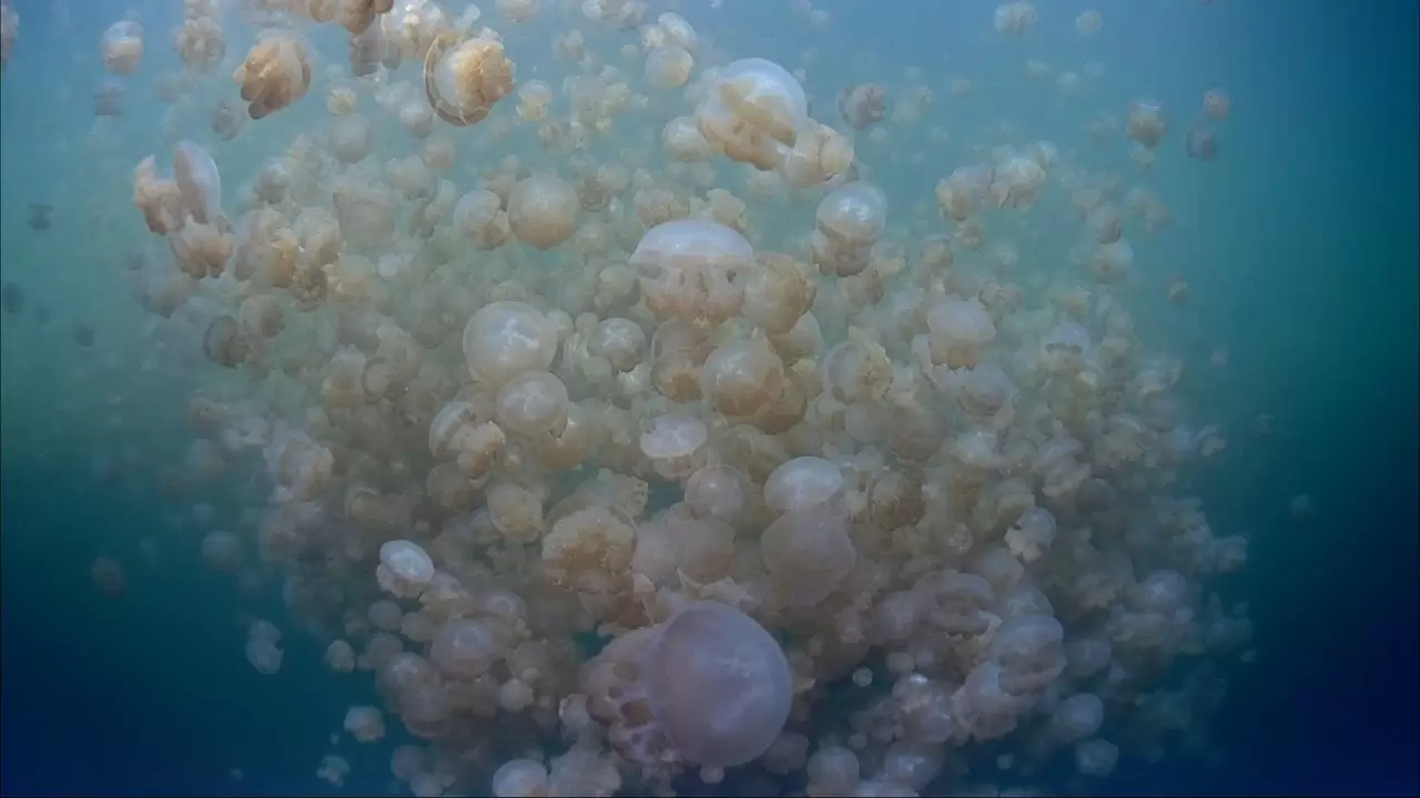 The Living Sea Backdrop