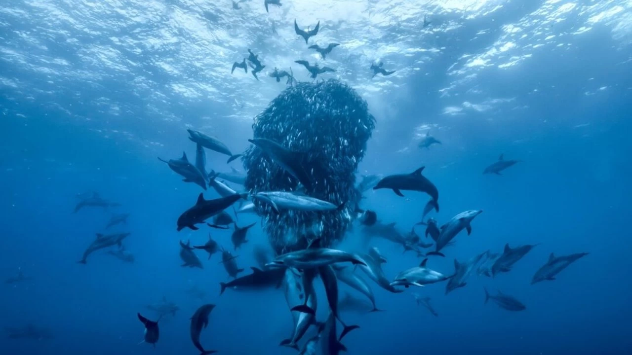 Ocean with David Attenborough Backdrop