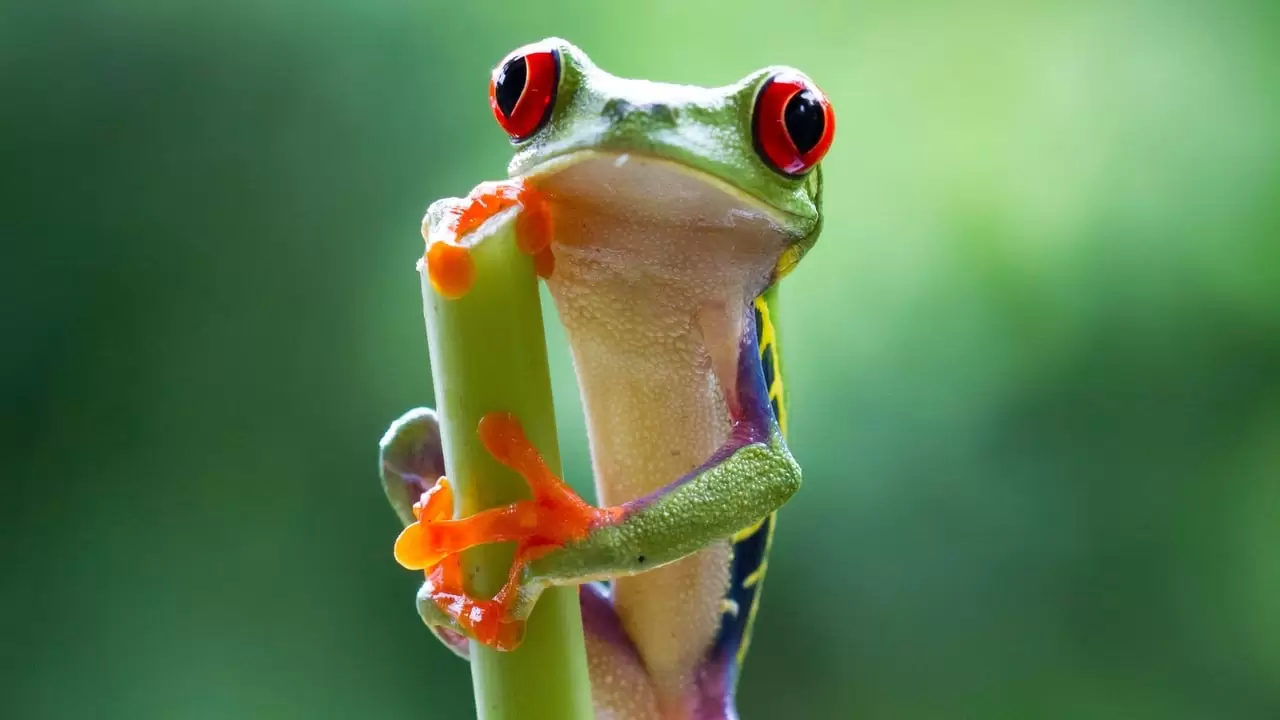 Planet Earth II Backdrop