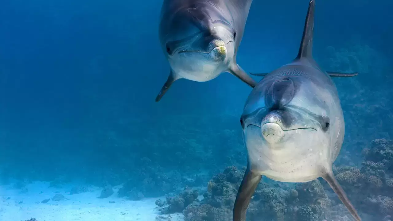 Dolphin Reef Backdrop