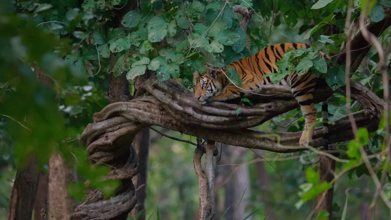 Tigers on the Rise Backdrop