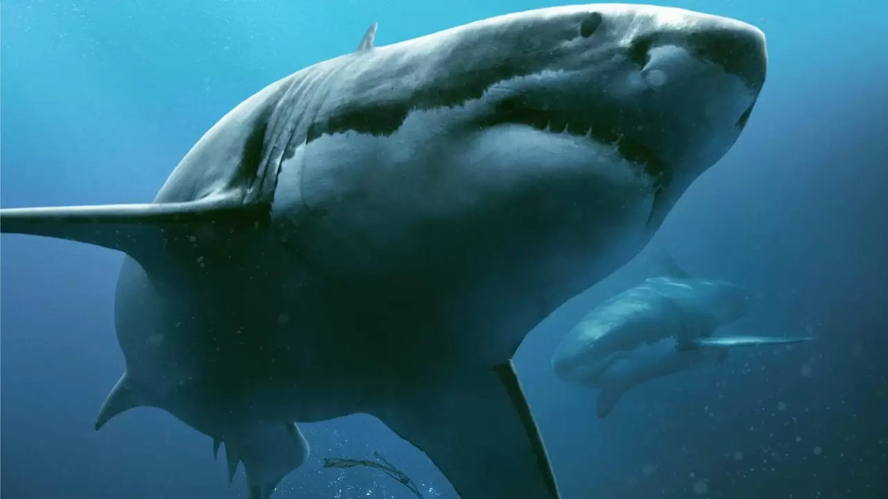 47 Meters Down Backdrop