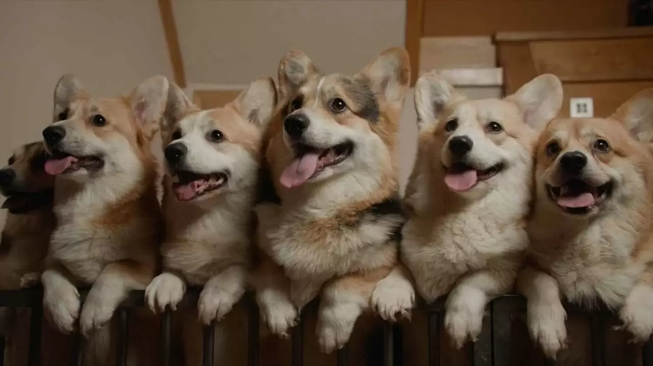 Us, Our Pets and the War Backdrop