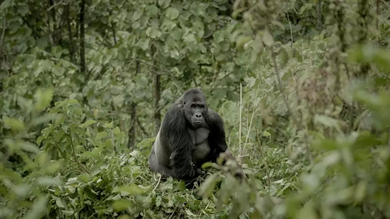 Silverback Backdrop