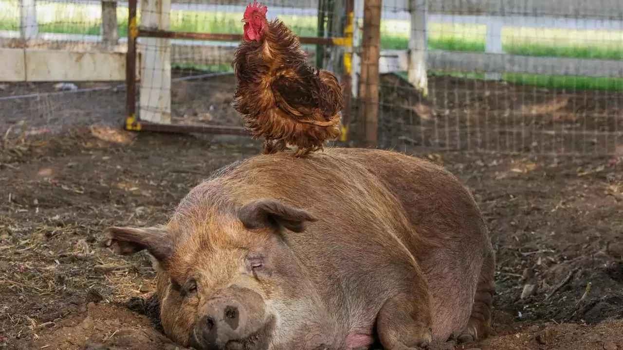 The Biggest Little Farm Backdrop
