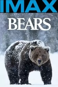 Bears Poster